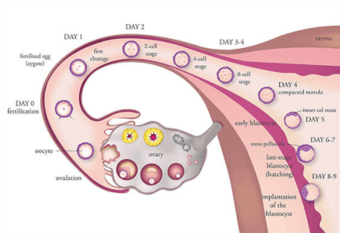 OVULATION INDUCTION